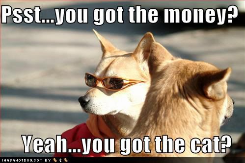 funny-dog-pictures-sunglasses-shady.jpg
