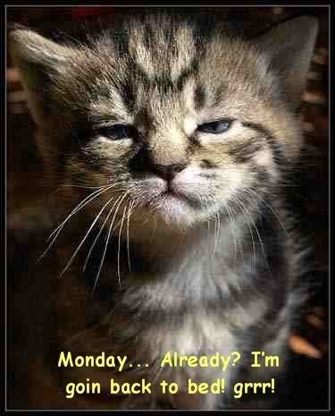 Monday Cat