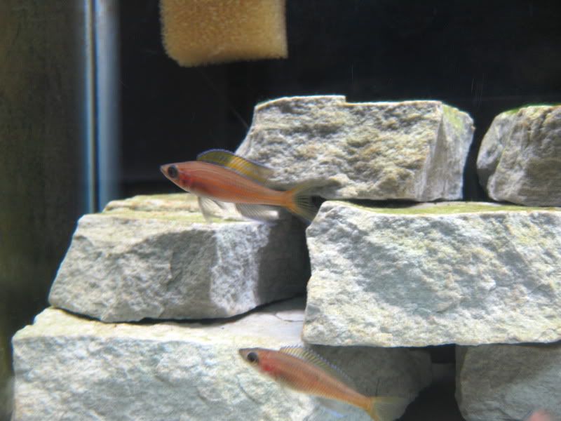 lake malawi cichlids worth