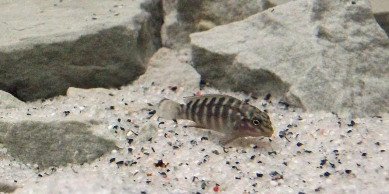 Tanganyikan Goby Cichlid
