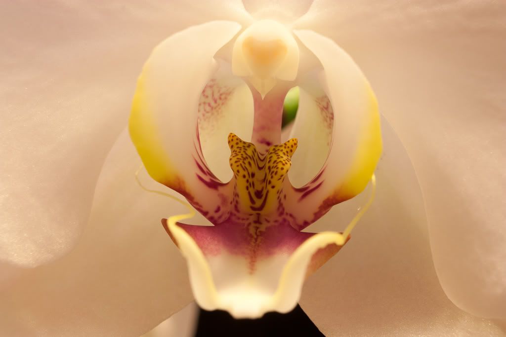 IMAGE: http://i110.photobucket.com/albums/n88/kdrozd52/18_55-0266.jpg