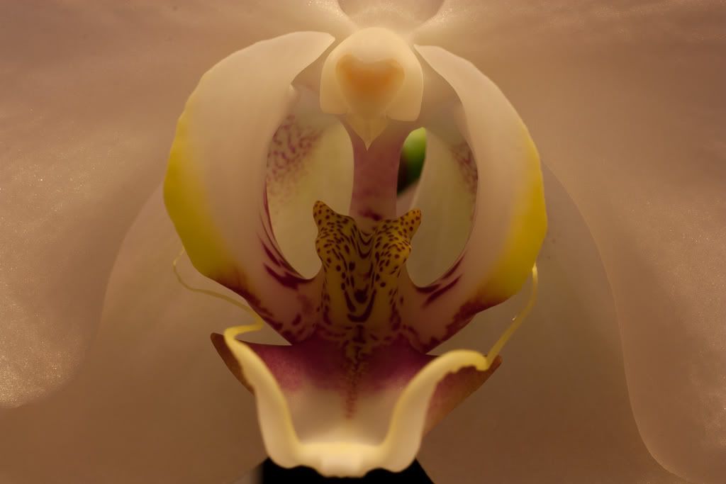 IMAGE: http://i110.photobucket.com/albums/n88/kdrozd52/50-0269.jpg