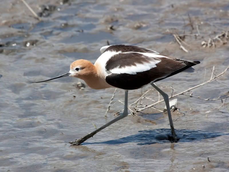 IMAGE: http://i110.photobucket.com/albums/n88/kdrozd52/Birds/Avocet3930sml.jpg
