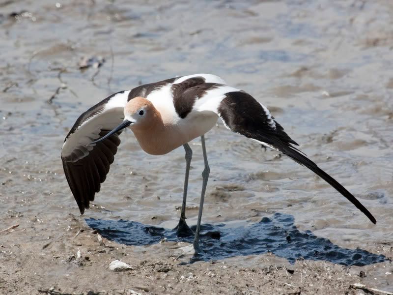 IMAGE: http://i110.photobucket.com/albums/n88/kdrozd52/Birds/Avocet3934sml.jpg