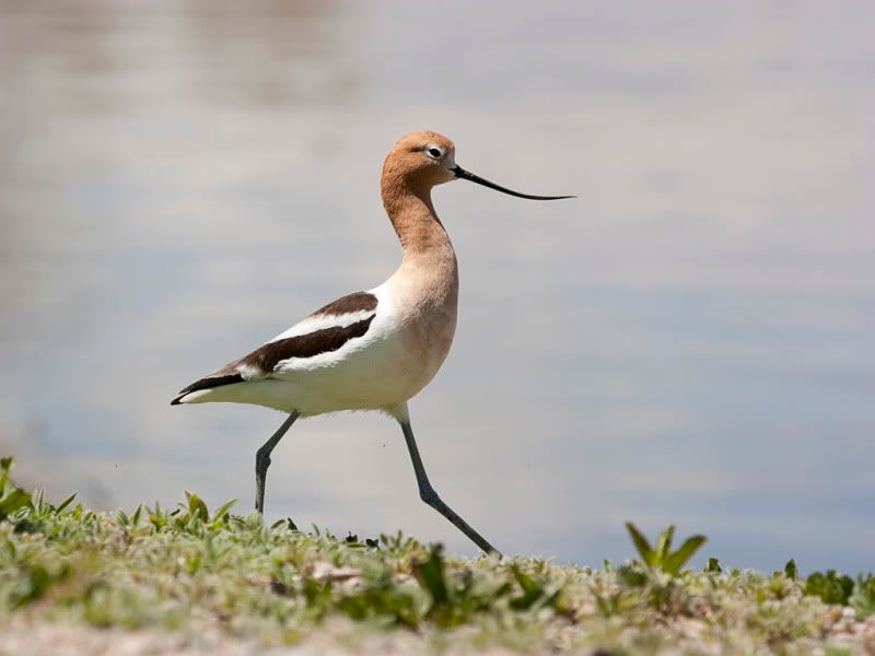 IMAGE: http://i110.photobucket.com/albums/n88/kdrozd52/Birds/Avocet3941sml.jpg