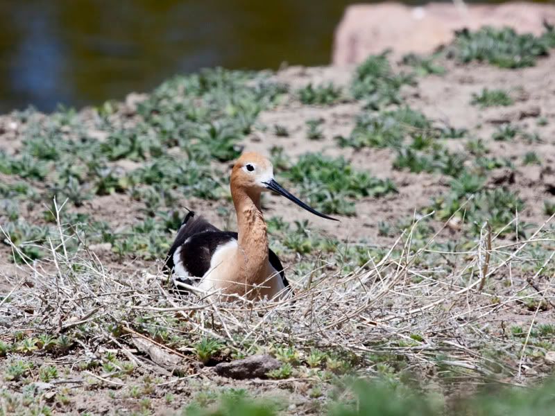 IMAGE: http://i110.photobucket.com/albums/n88/kdrozd52/Birds/Avocet3950sml.jpg