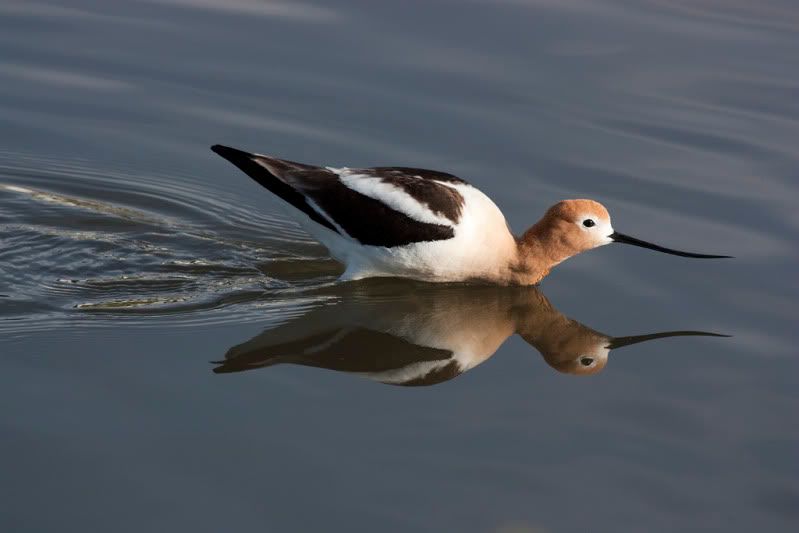 IMAGE: http://i110.photobucket.com/albums/n88/kdrozd52/Birds/Avocet4202sml.jpg