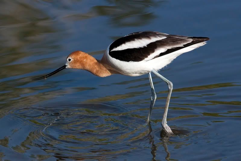 IMAGE: http://i110.photobucket.com/albums/n88/kdrozd52/Birds/Avocet4210sml.jpg