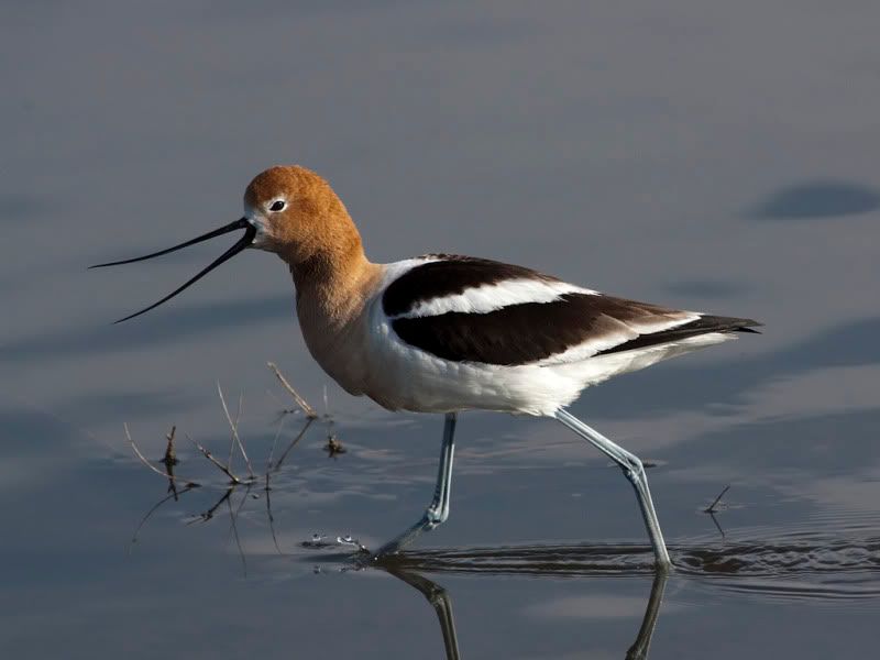 IMAGE: http://i110.photobucket.com/albums/n88/kdrozd52/Birds/Avocet4228sml.jpg