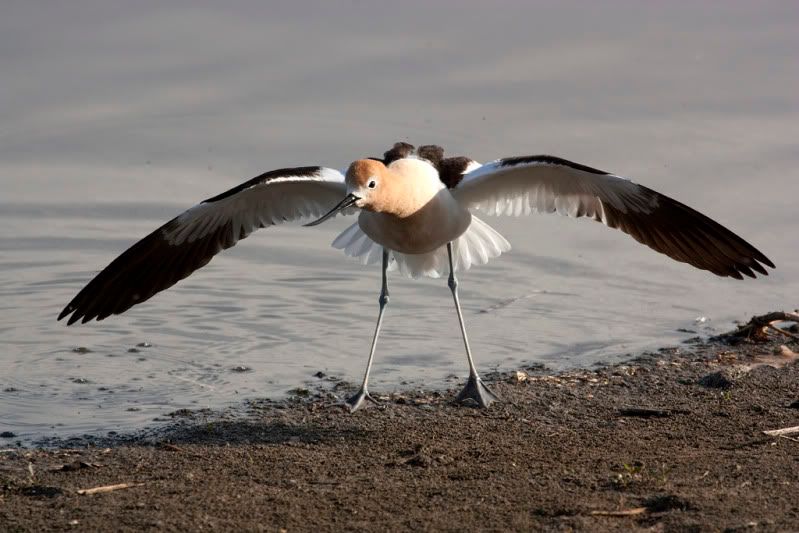 IMAGE: http://i110.photobucket.com/albums/n88/kdrozd52/Birds/Avocet4234sml.jpg