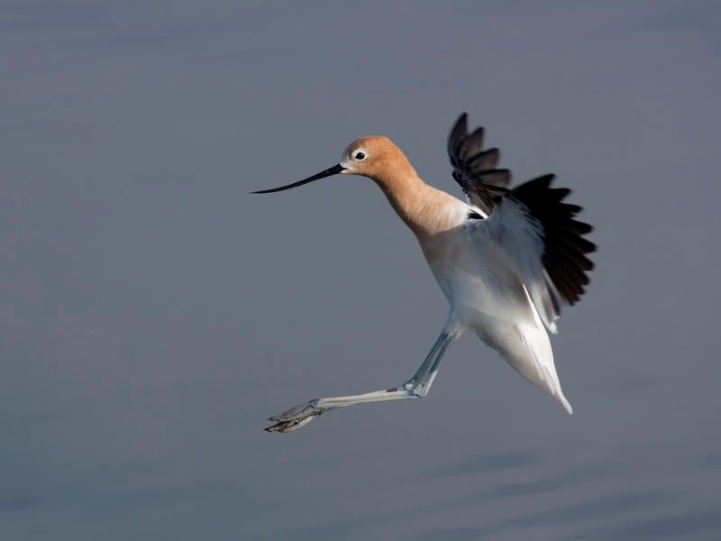 IMAGE: http://i110.photobucket.com/albums/n88/kdrozd52/Birds/Avocet4236sml.jpg