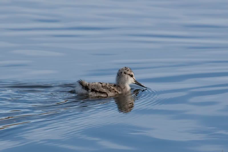 IMAGE: http://i110.photobucket.com/albums/n88/kdrozd52/Birds/Avocet5153sml.jpg