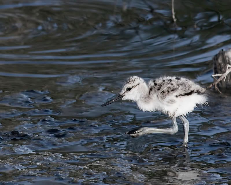 IMAGE: http://i110.photobucket.com/albums/n88/kdrozd52/Birds/Avocet5161sml.jpg