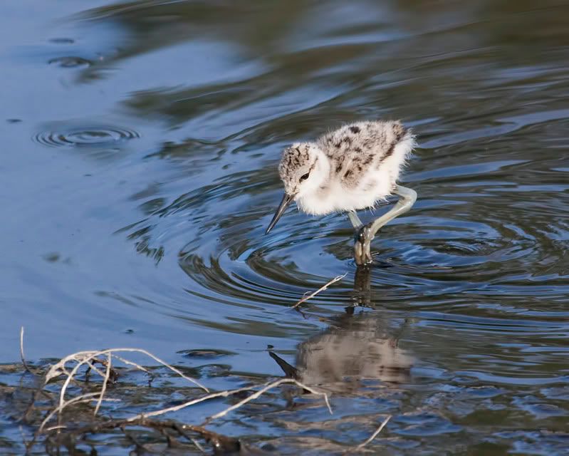 IMAGE: http://i110.photobucket.com/albums/n88/kdrozd52/Birds/Avocet5168sml.jpg