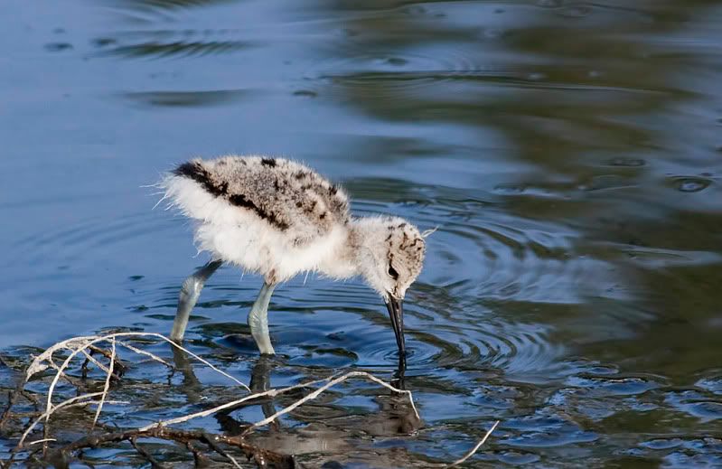 IMAGE: http://i110.photobucket.com/albums/n88/kdrozd52/Birds/Avocet5169Asml.jpg