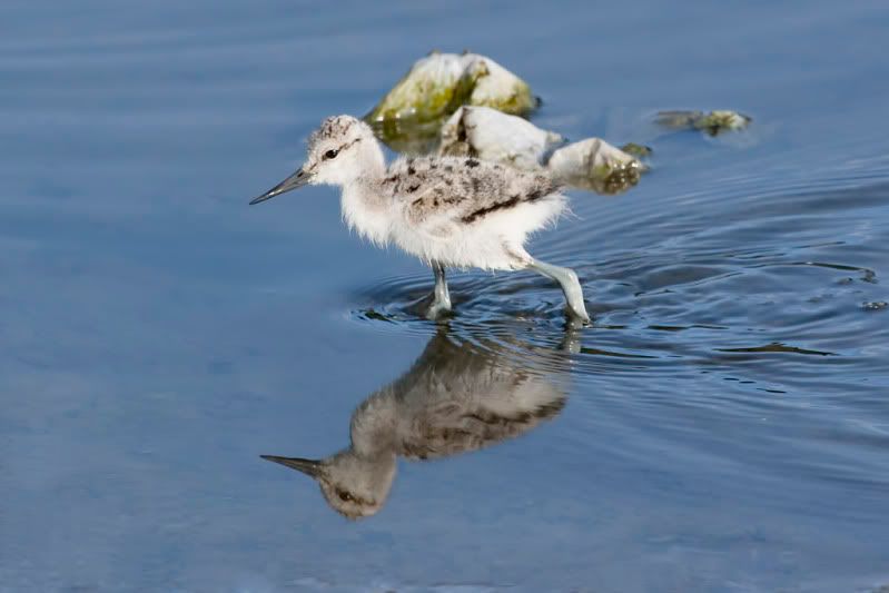 IMAGE: http://i110.photobucket.com/albums/n88/kdrozd52/Birds/Avocet5189sml.jpg
