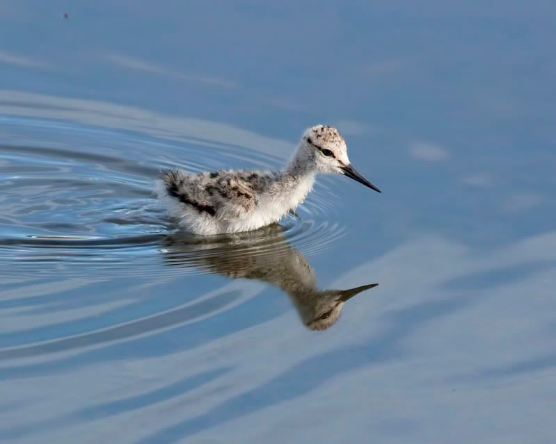 IMAGE: http://i110.photobucket.com/albums/n88/kdrozd52/Birds/Avocet5193sml.jpg