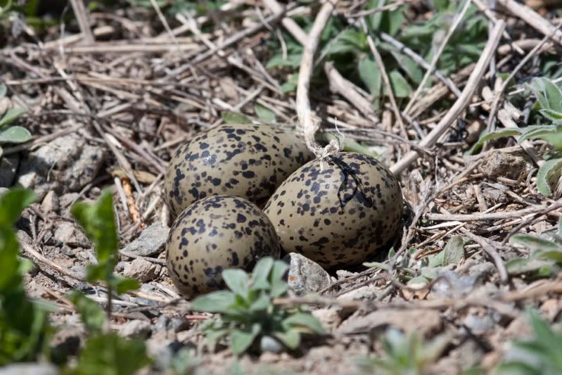 IMAGE: http://i110.photobucket.com/albums/n88/kdrozd52/Birds/AvocetEggs3947.jpg