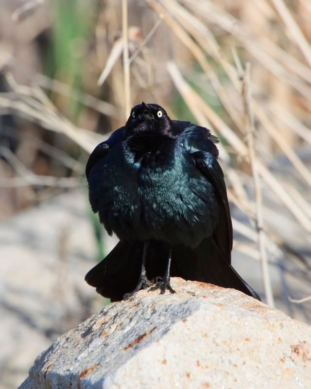 IMAGE: http://i110.photobucket.com/albums/n88/kdrozd52/Birds/Blackbird_2718sml.jpg