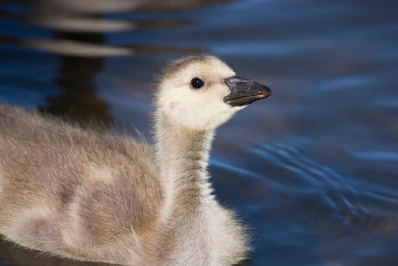 IMAGE: http://i110.photobucket.com/albums/n88/kdrozd52/Birds/Canadagosling3530sml.jpg