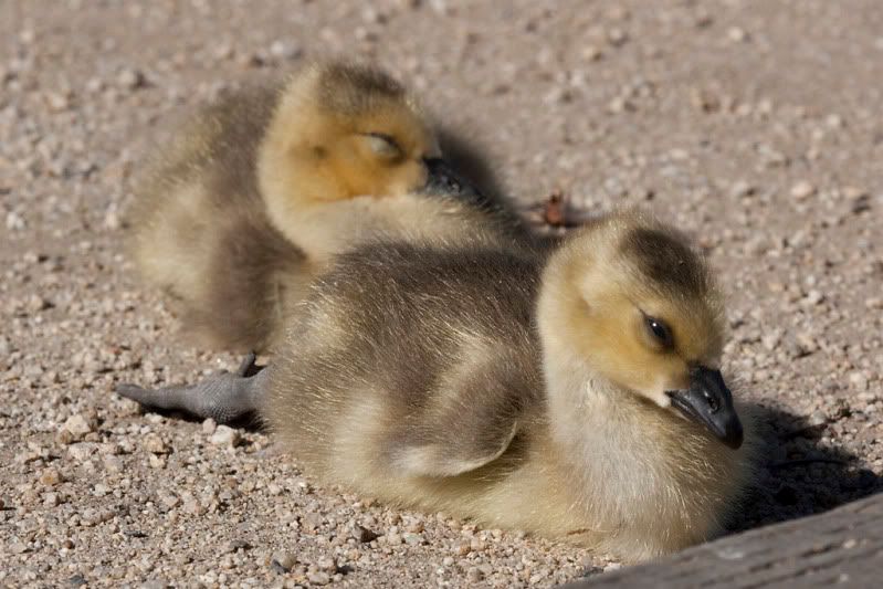 IMAGE: http://i110.photobucket.com/albums/n88/kdrozd52/Birds/Canadagoslings3543sml.jpg