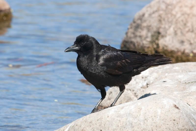IMAGE: http://i110.photobucket.com/albums/n88/kdrozd52/Birds/Crow3398sml.jpg