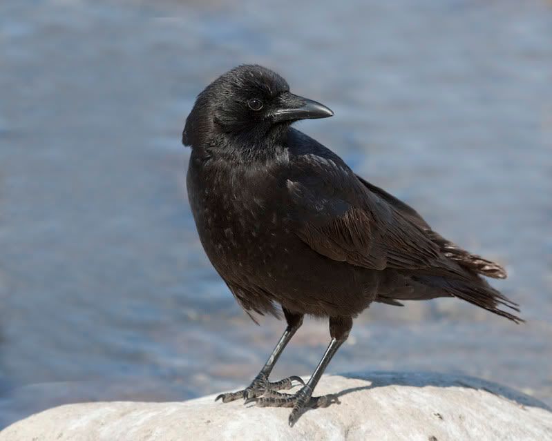 IMAGE: http://i110.photobucket.com/albums/n88/kdrozd52/Birds/Crow3407sml.jpg