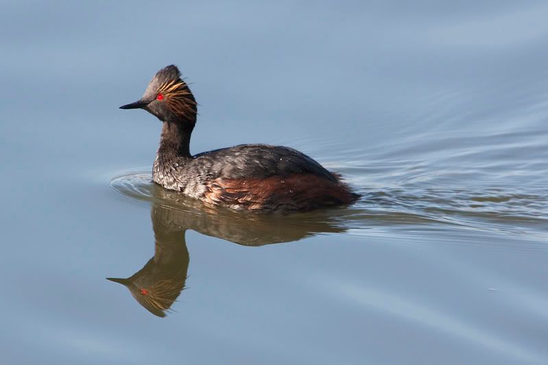 IMAGE: http://i110.photobucket.com/albums/n88/kdrozd52/Birds/EaredGrebe3192sml.jpg
