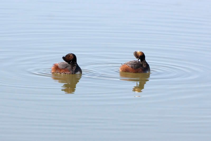 IMAGE: http://i110.photobucket.com/albums/n88/kdrozd52/Birds/EaredGrebes3240sml.jpg