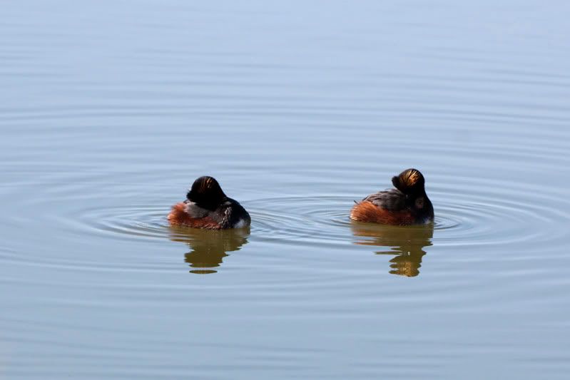 IMAGE: http://i110.photobucket.com/albums/n88/kdrozd52/Birds/EaredGrebes3241sml.jpg