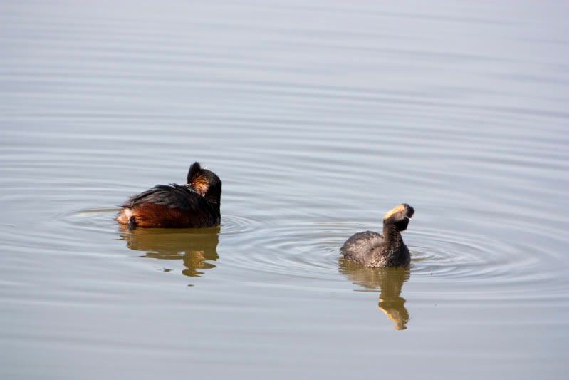 IMAGE: http://i110.photobucket.com/albums/n88/kdrozd52/Birds/EaredGrebes3242sml.jpg