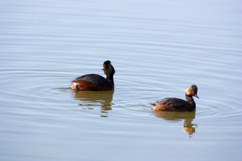 IMAGE: http://i110.photobucket.com/albums/n88/kdrozd52/Birds/EaredGrebes3243sml.jpg