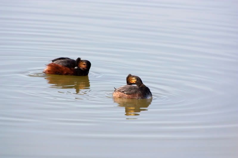 IMAGE: http://i110.photobucket.com/albums/n88/kdrozd52/Birds/EaredGrebes3244sml.jpg