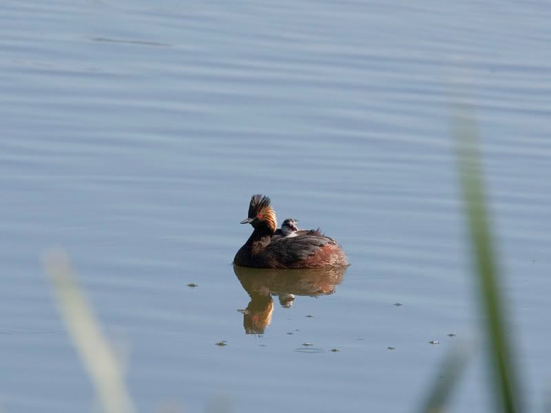 IMAGE: http://i110.photobucket.com/albums/n88/kdrozd52/Birds/EaredGrebes5554.jpg