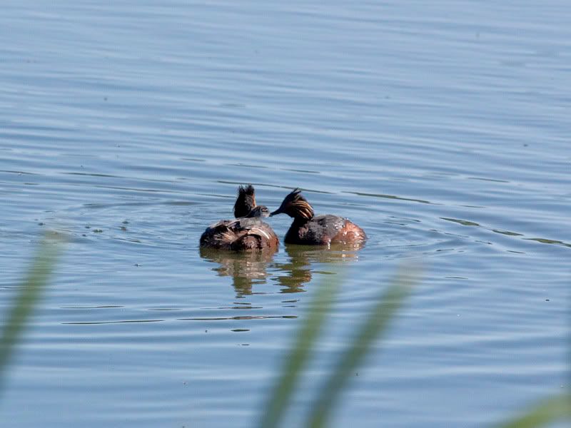 IMAGE: http://i110.photobucket.com/albums/n88/kdrozd52/Birds/EaredGrebes5560.jpg
