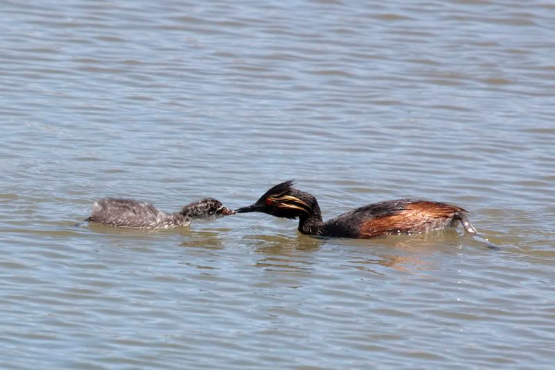 IMAGE: http://i110.photobucket.com/albums/n88/kdrozd52/Birds/EaredGrebes5803.jpg