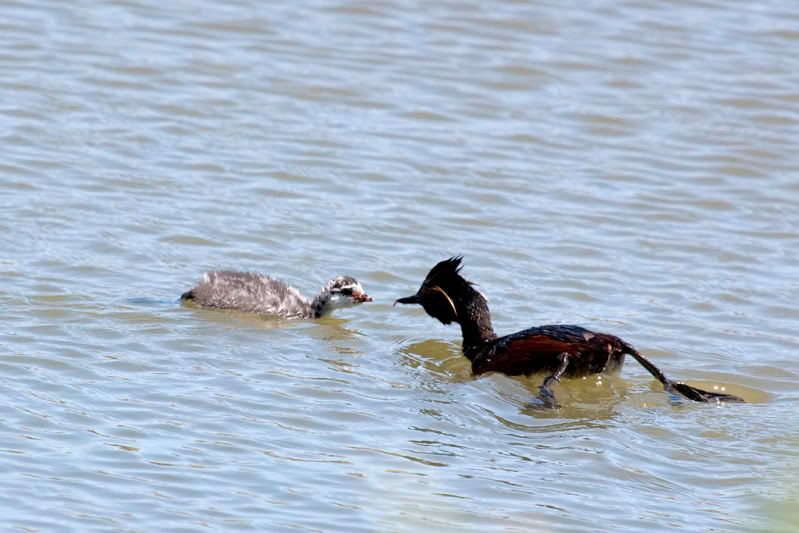 IMAGE: http://i110.photobucket.com/albums/n88/kdrozd52/Birds/EaredGrebes5805.jpg