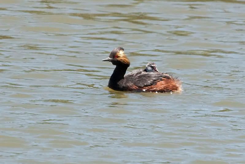 IMAGE: http://i110.photobucket.com/albums/n88/kdrozd52/Birds/EaredGrebes5816.jpg