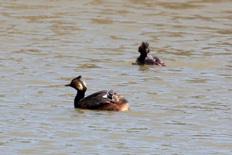 IMAGE: http://i110.photobucket.com/albums/n88/kdrozd52/Birds/EaredGrebes5817.jpg