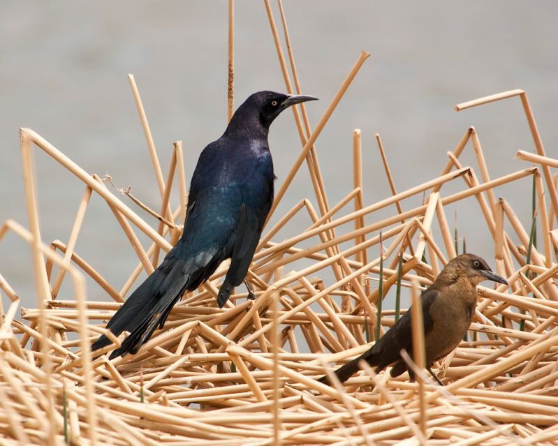 IMAGE: http://i110.photobucket.com/albums/n88/kdrozd52/Birds/GTGrackle2870sml-1.jpg