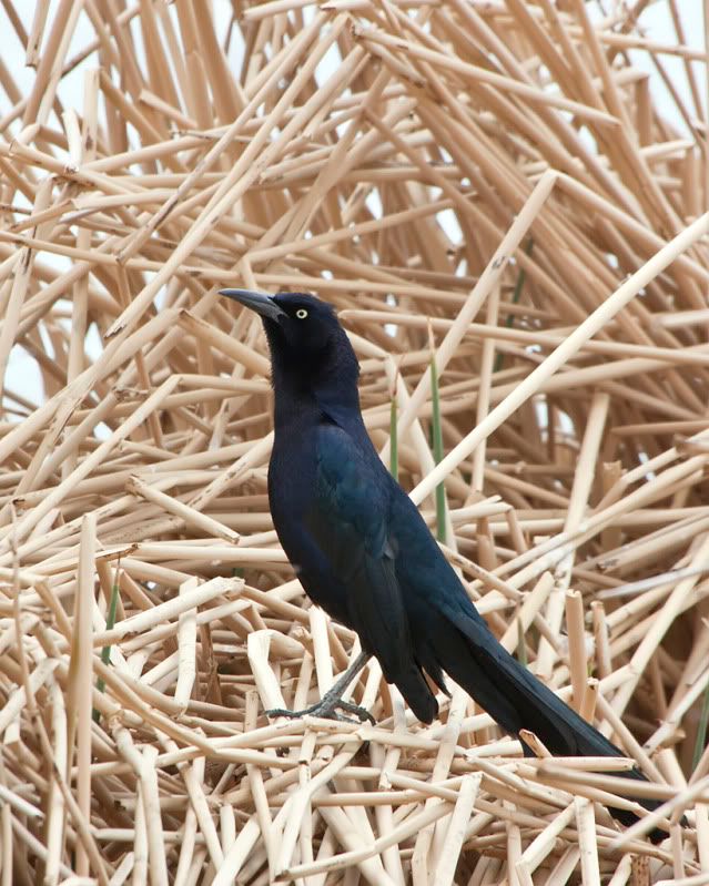 IMAGE: http://i110.photobucket.com/albums/n88/kdrozd52/Birds/GTGrackle2887sml-1.jpg