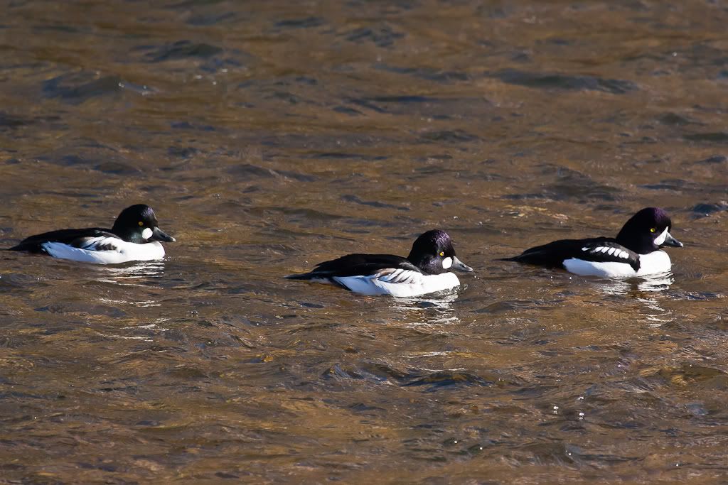 IMAGE: http://i110.photobucket.com/albums/n88/kdrozd52/Birds/Goldeneyes-9244.jpg
