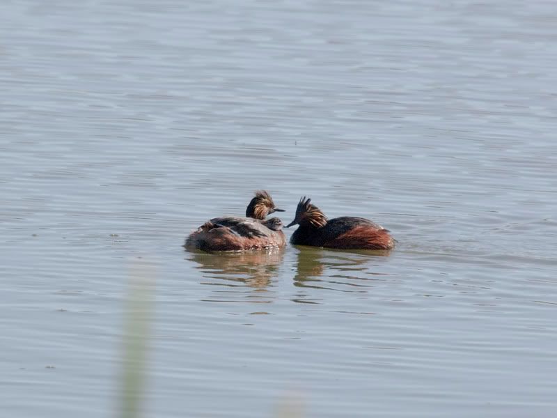 IMAGE: http://i110.photobucket.com/albums/n88/kdrozd52/Birds/Grebe5561.jpg
