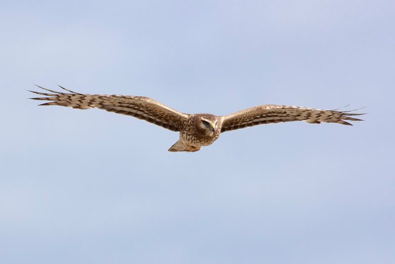 IMAGE: http://i110.photobucket.com/albums/n88/kdrozd52/Birds/Harrier4916sml.jpg