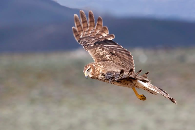 IMAGE: http://i110.photobucket.com/albums/n88/kdrozd52/Birds/Harrier4926sml.jpg