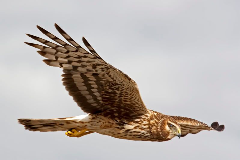IMAGE: http://i110.photobucket.com/albums/n88/kdrozd52/Birds/Harrier4928sml.jpg