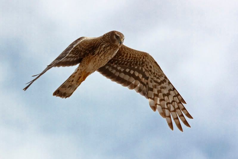 IMAGE: http://i110.photobucket.com/albums/n88/kdrozd52/Birds/Harrier4942sml.jpg