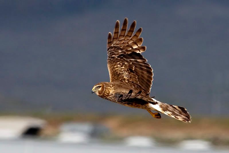 IMAGE: http://i110.photobucket.com/albums/n88/kdrozd52/Birds/Harrier4943sml.jpg