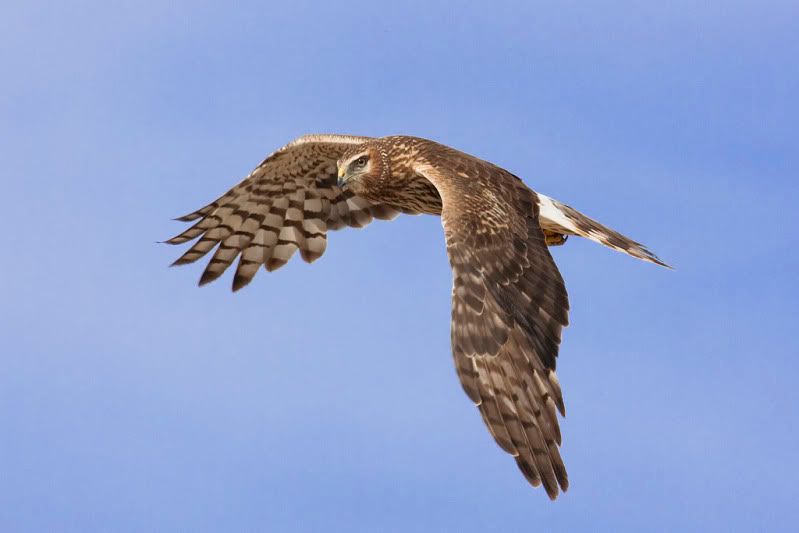 IMAGE: http://i110.photobucket.com/albums/n88/kdrozd52/Birds/Harrier4946sml.jpg