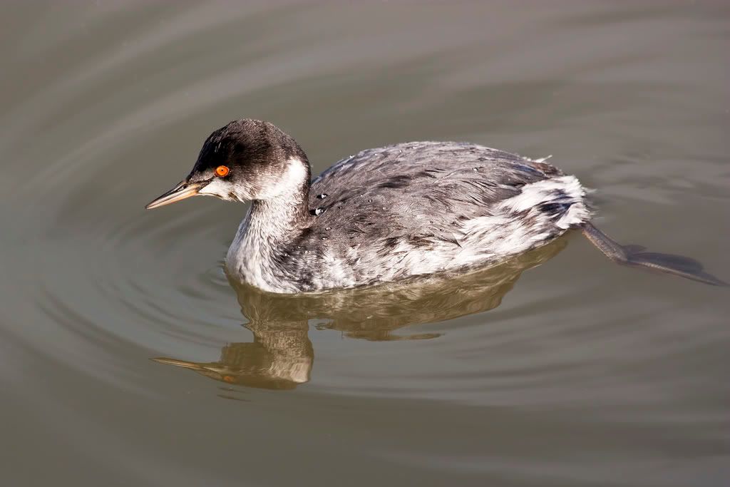 IMAGE: http://i110.photobucket.com/albums/n88/kdrozd52/Birds/IMG_9018.jpg